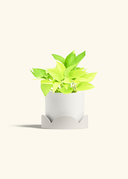 Neon Pothos in a 6 inches White Classic Cylinder Planter in a Oat Petal Drip Tray