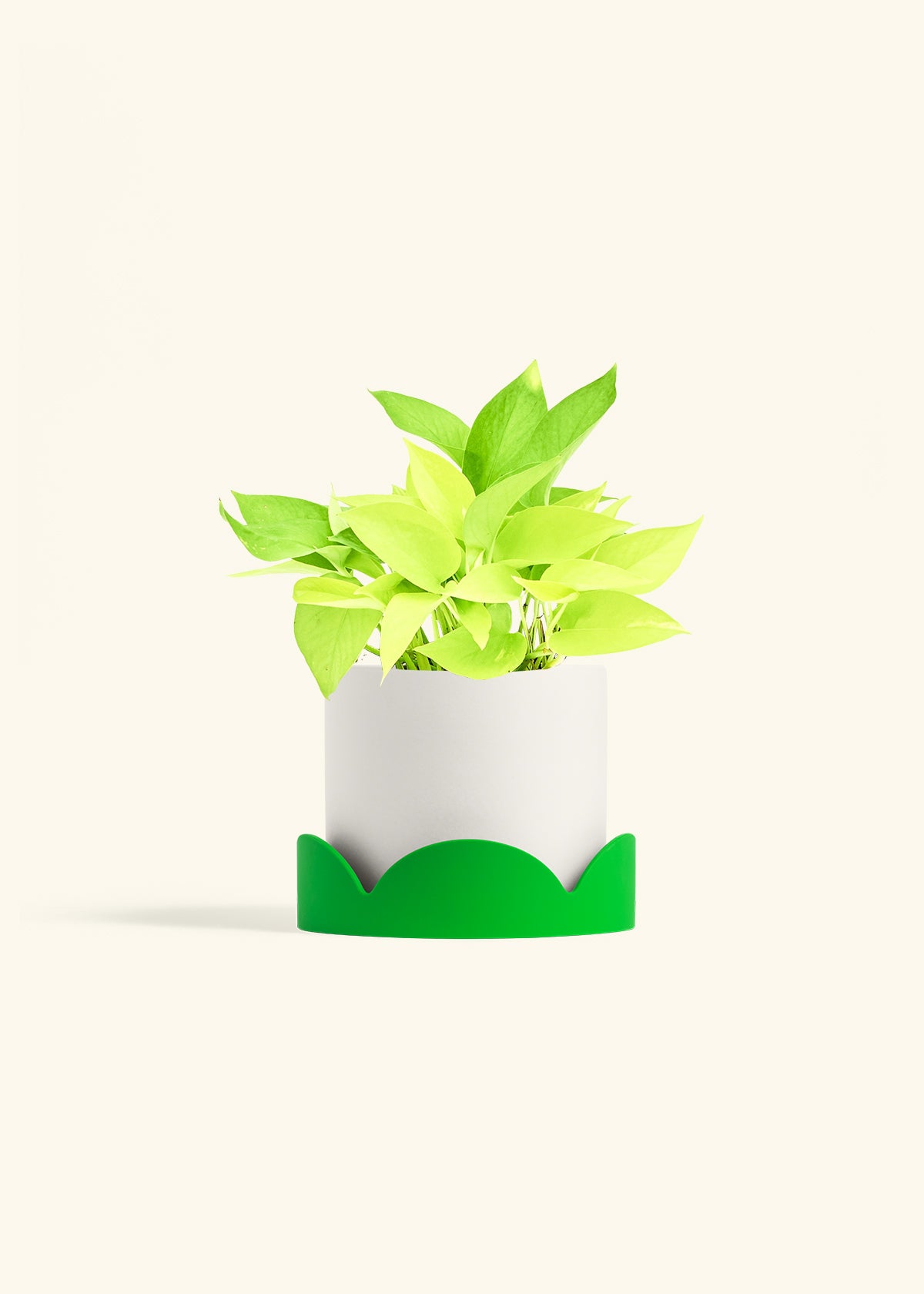 Neon Pothos in a 6 inches White Classic Cylinder Planter in a Shamrock Petal Drip Tray
