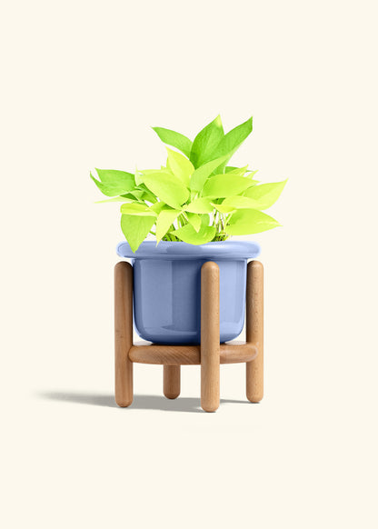 Neon Pothos in a 6 inches Fat Lip Blue Planter in a Beech Wood Stand