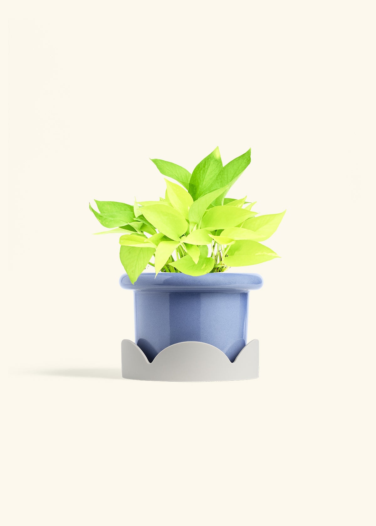 Neon Pothos in a 6 inches Fat Lip Blue Planter in a Oat Petal Drip Tray