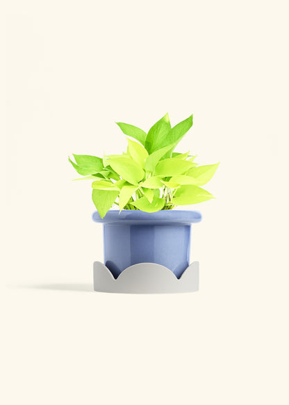 Neon Pothos in a 6 inches Fat Lip Blue Planter in a Oat Petal Drip Tray