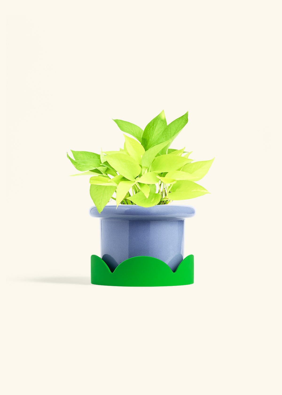 Neon Pothos in a 6 inches Fat Lip Blue Planter in a Shamrock Petal Drip Tray