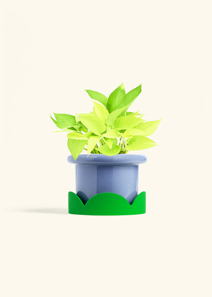 Neon Pothos in a 6 inches Fat Lip Blue Planter in a Shamrock Petal Drip Tray