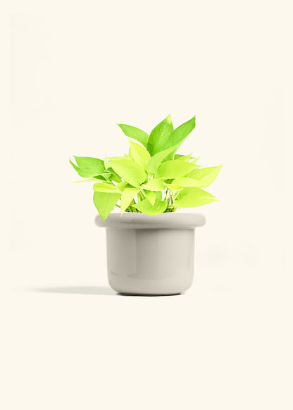 Neon Pothos in a 6 inches Fat Lip Oat Planter 