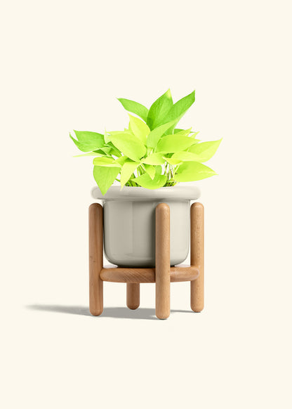 Neon Pothos in a 6 inches Fat Lip Oat Planter in a Beech Wood Stand