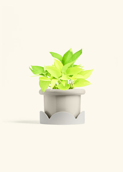 Neon Pothos in a 6 inches Fat Lip Oat Planter in a Oat Petal Drip Tray