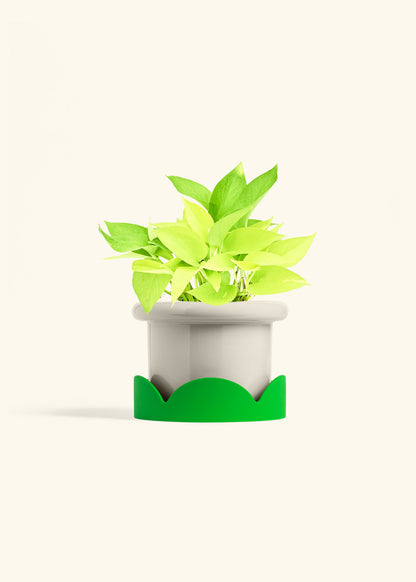 Neon Pothos in a 6 inches Fat Lip Oat Planter in a Shamrock Petal Drip Tray