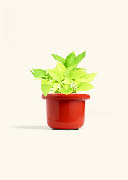 Neon Pothos in a 6 inches Fat Lip Red Planter 