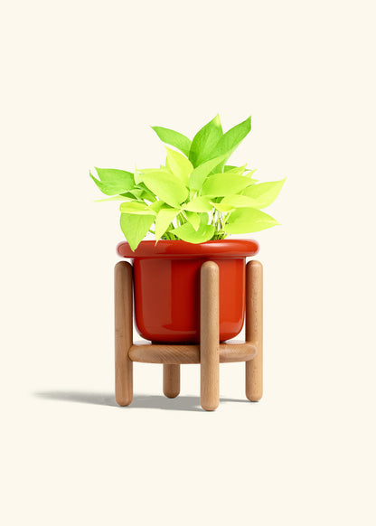 Neon Pothos in a 6 inches Fat Lip Red Planter in a Beech Wood Stand