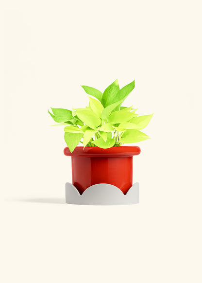 Neon Pothos in a 6 inches Fat Lip Red Planter in a Oat Petal Drip Tray
