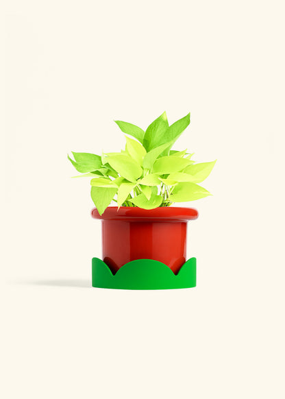 Neon Pothos in a 6 inches Fat Lip Red Planter in a Shamrock Petal Drip Tray
