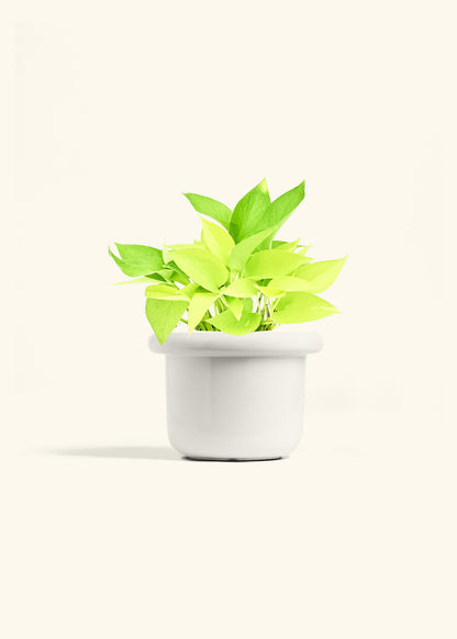Neon Pothos in a 6 inches Fat Lip White Planter 