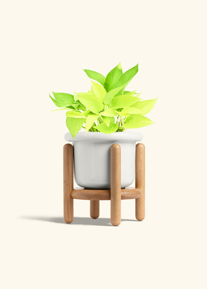 Neon Pothos in a 6 inches Fat Lip White Planter in a Beech Wood Stand