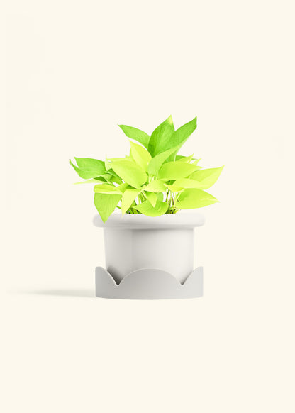 Neon Pothos in a 6 inches Fat Lip White Planter in a Oat Petal Drip Tray