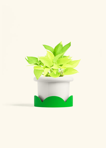 Neon Pothos in a 6 inches Fat Lip White Planter in a Shamrock Petal Drip Tray