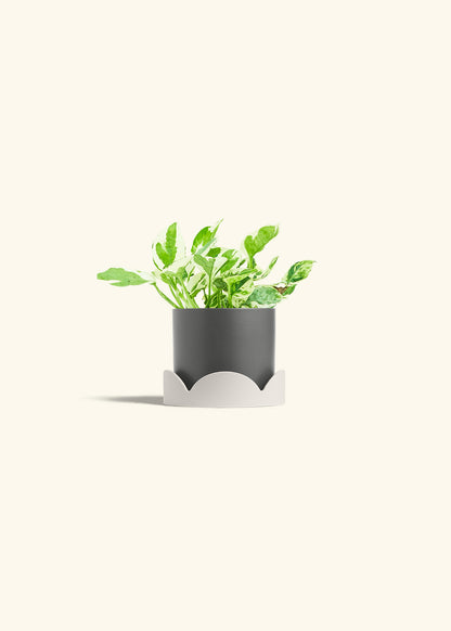 Pothos Pearl and Jade in a 4 inches Charcoal Classic Cylinder Planter in a Oat Petal Drip Tray
