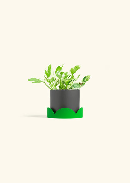 Pothos Pearl and Jade in a 4 inches Charcoal Classic Cylinder Planter in a Shamrock Petal Drip Tray