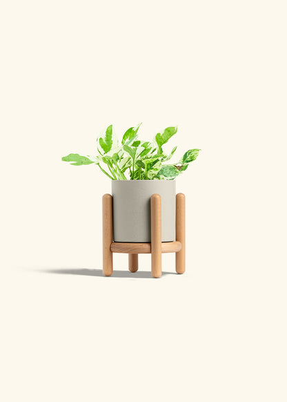 Pothos Pearl and Jade in a 4 inches Oat Classic Cylinder Planter in a Beech Wood Stand