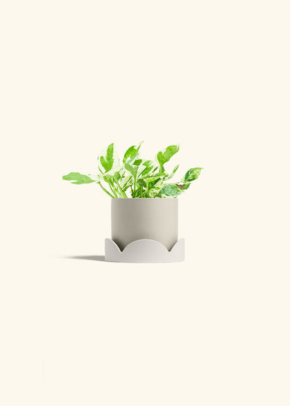 Pothos Pearl and Jade in a 4 inches Oat Classic Cylinder Planter in a Oat Petal Drip Tray