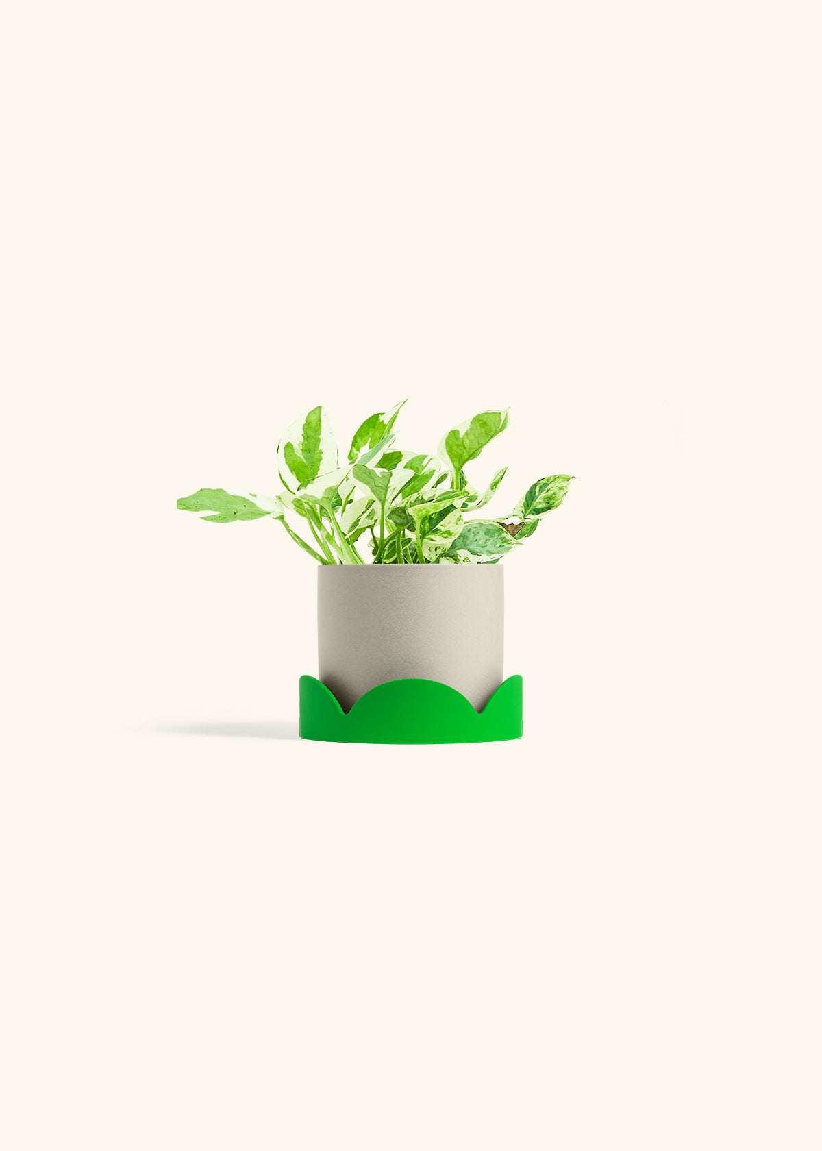 Pothos Pearl and Jade in a 4 inches Oat Classic Cylinder Planter in a Shamrock Petal Drip Tray