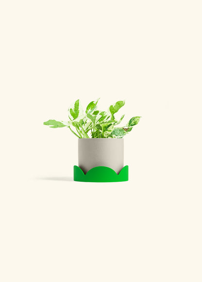 Pothos Pearl and Jade in a 4 inches Oat Classic Cylinder Planter in a Shamrock Petal Drip Tray