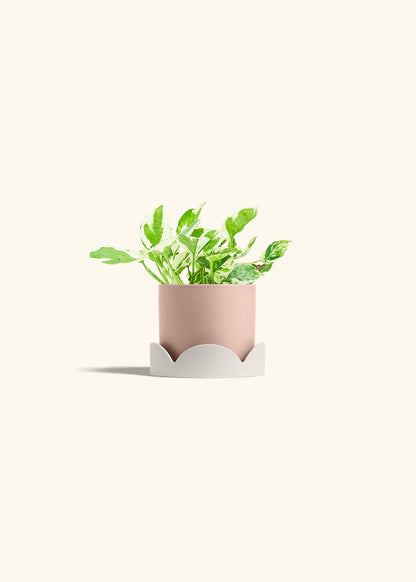 Pothos Pearl and Jade in a 4 inches Pink Classic Cylinder Planter in a Oat Petal Drip Tray