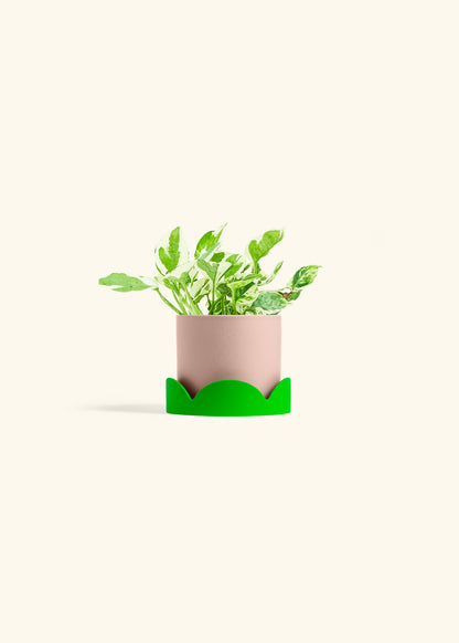 Pothos Pearl and Jade in a 4 inches Pink Classic Cylinder Planter in a Shamrock Petal Drip Tray