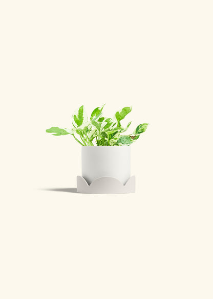 Pothos Pearl and Jade in a 4 inches White Classic Cylinder Planter in a Oat Petal Drip Tray