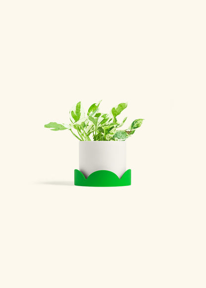 Pothos Pearl and Jade in a 4 inches White Classic Cylinder Planter in a Shamrock Petal Drip Tray