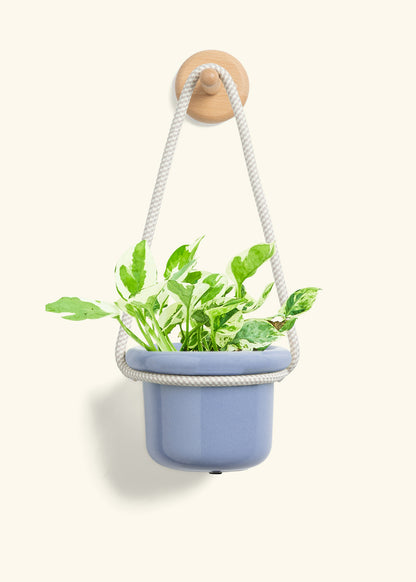 Pothos 'Pearl and Jade', Small