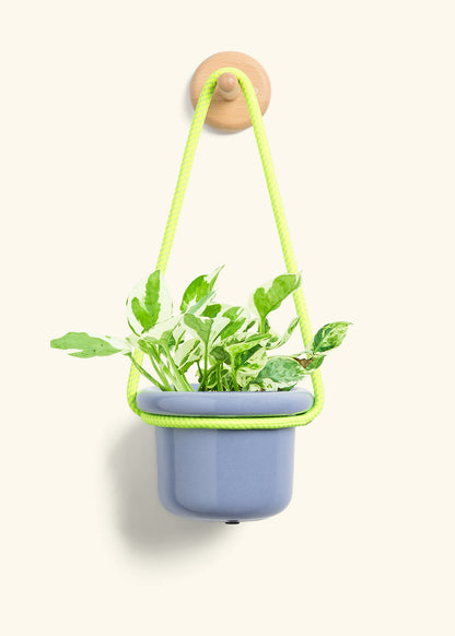 Pothos 'Pearl and Jade', Small