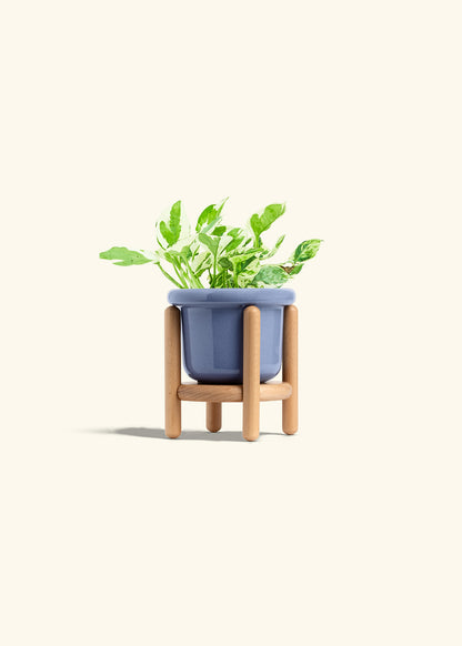 Pothos Pearl and Jade in a 4 inches Fat Lip Blue Planter in a Beech Wood Stand