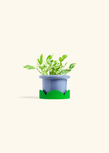 Pothos Pearl and Jade in a 4 inches Fat Lip Blue Planter in a Shamrock Petal Drip Tray