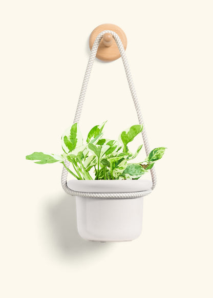 Pothos 'Pearl and Jade', Small