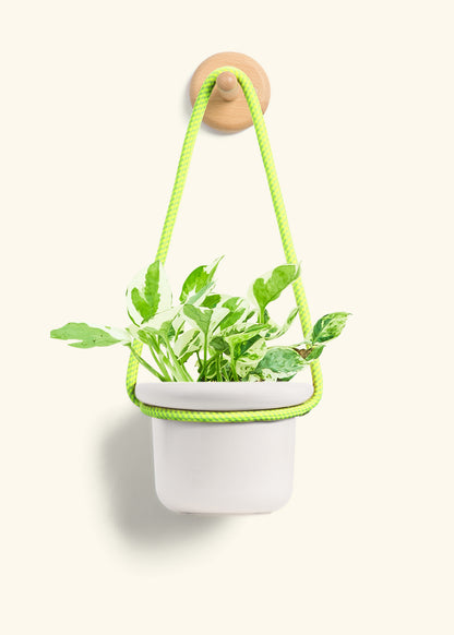 Pothos 'Pearl and Jade', Small