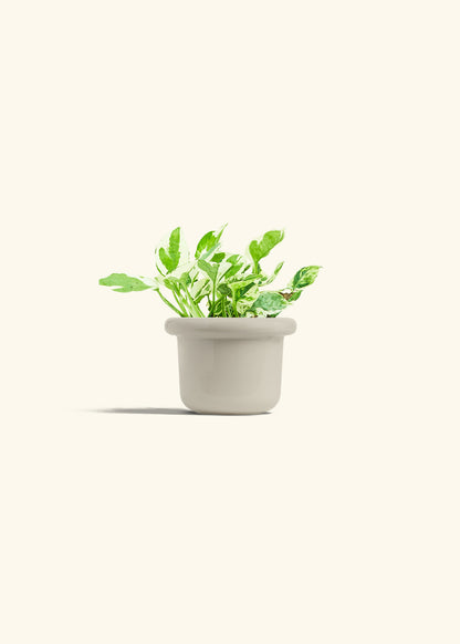 Pothos Pearl and Jade in a 4 inches Fat Lip Oat Planter in a Oat Petal Drip Tray