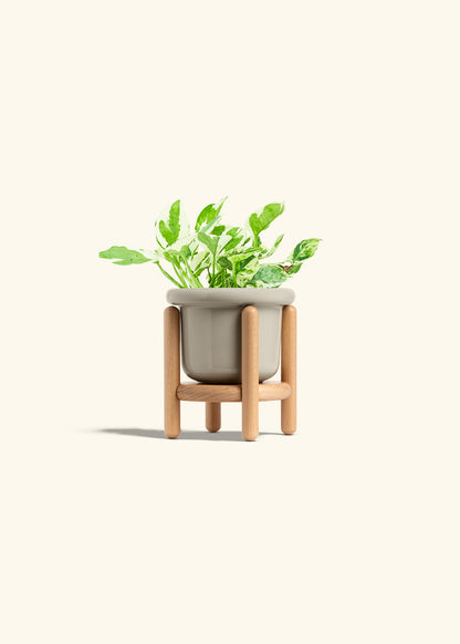 Pothos Pearl and Jade in a 4 inches Fat Lip Oat Planter in a Beech Wood Stand