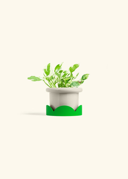 Pothos Pearl and Jade in a 4 inches Fat Lip Oat Planter in a Shamrock Petal Drip Tray