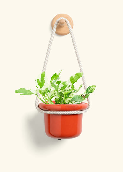 Pothos 'Pearl and Jade', Small