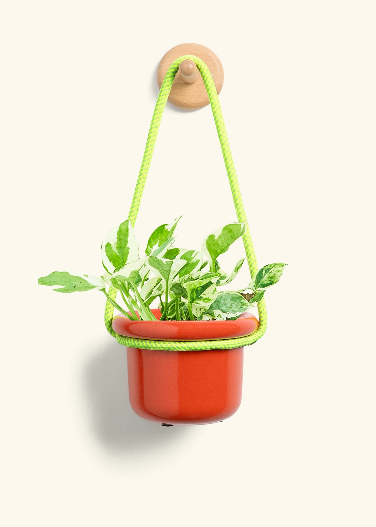 Pothos 'Pearl and Jade', Small