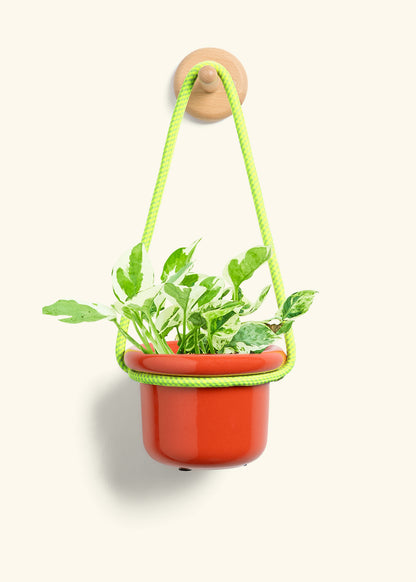 Pothos 'Pearl and Jade', Small