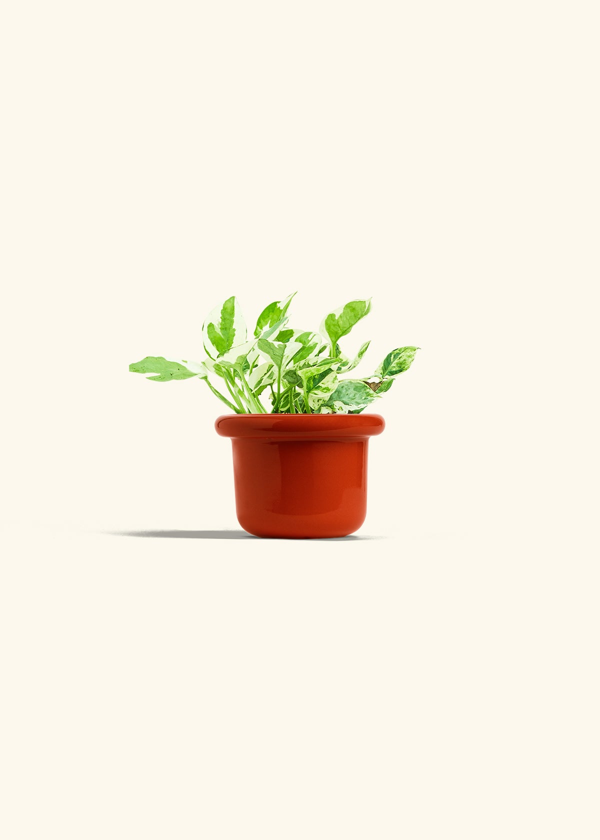 Pothos Pearl and Jade in a 4 inches Fat Lip Red Planter 