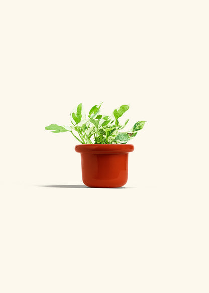 Pothos Pearl and Jade in a 4 inches Fat Lip Red Planter 