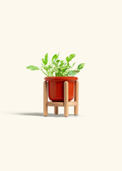 Pothos Pearl and Jade in a 4 inches Fat Lip Red Planter in a Beech Wood Stand