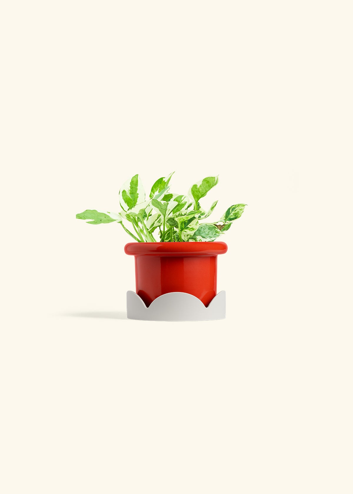 Pothos Pearl and Jade in a 4 inches Fat Lip Red Planter in a Oat Petal Drip Tray
