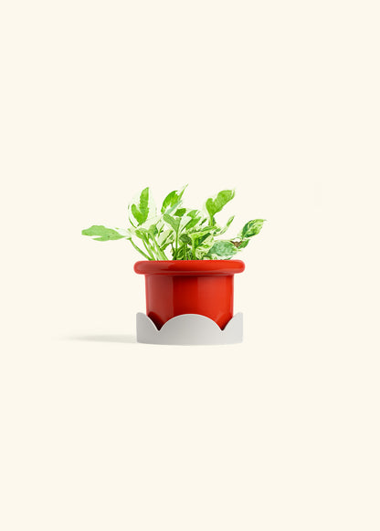 Pothos Pearl and Jade in a 4 inches Fat Lip Red Planter in a Oat Petal Drip Tray
