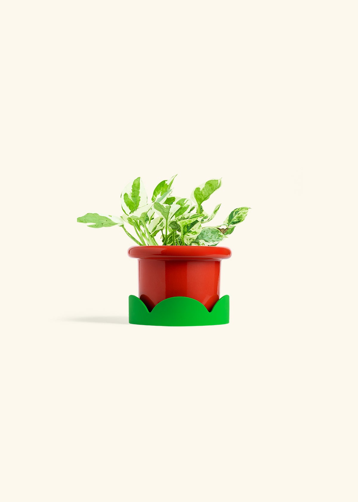 Pothos Pearl and Jade in a 4 inches Fat Lip Red Planter in a Shamrock Petal Drip Tray
