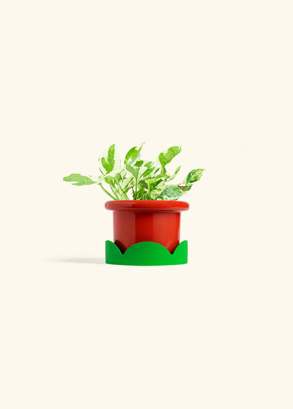 Pothos Pearl and Jade in a 4 inches Fat Lip Red Planter in a Shamrock Petal Drip Tray
