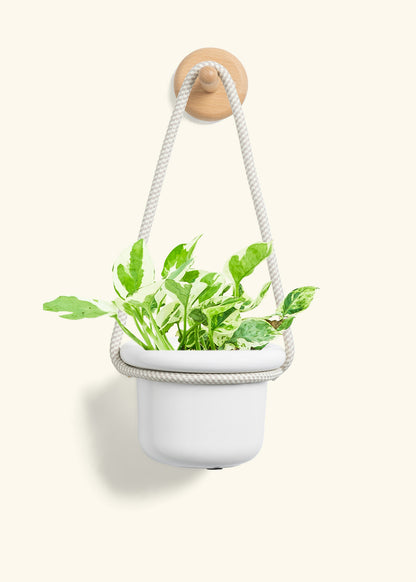 Pothos 'Pearl and Jade', Small