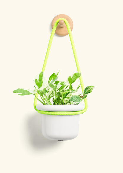 Pothos 'Pearl and Jade', Small